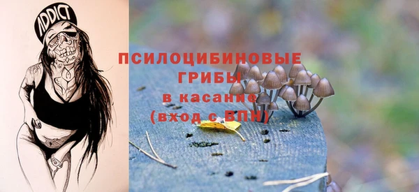 прущие грибы Гусиноозёрск